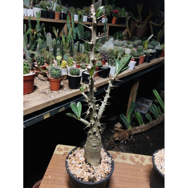 ต้นพาชีโพเดียม-pachypodium