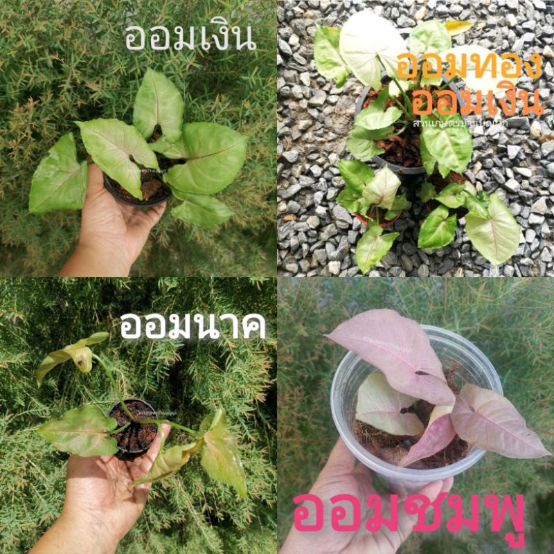 ต้น-ออมชมพู-ออมเงิน-ออมทอง-ออมนาค-syngonium-milk-confetti-ไม้มงคล-ต้นไม้ฟอกอากาศ-pink-syngonium-นมชมพู-ไม้มงคล