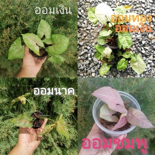 🌱ต้น​ ออมชมพู​ ออมเงิน ออมทอง ออมนาค Syngonium milk confetti ไม้มงคล​ ต้นไม้ฟอกอากาศ (PINK SYNGONIUM) นมชมพู ไม้มงคล