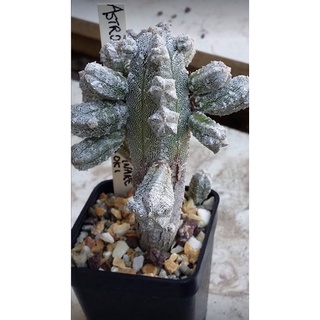 astrophytum myriostigma huboki grafting(หน่อ)