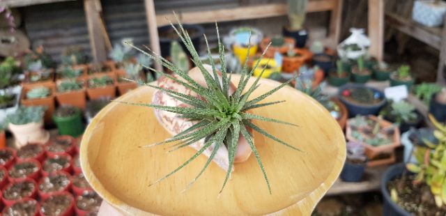 ทิลเเลนเซีย-สับปะรดสี-tillandsia-ionanthared