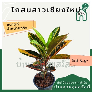 โกสนสาวเชียงใหม่ กระถาง 5-6 นิ้ว ต้นโกสน เป็นไม้แดด ไม้ด่างสวย ใบสีสันสดใส