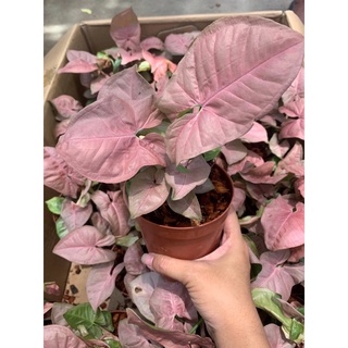 ต้นออมชมพู Pink Syngonium ออมชมพู ไม้มงคล สุดฮิต เก็บเงินรับทรัพย์