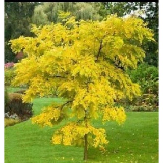 ต้นชะแมบทอง ชะแมบทอง ใบสีเหลืองทอง ต้นไม้ประดับมงคล ไม้มงคลที่มีใบสีเหลืองทอง ตลอดทั้งปี ต้นสูง 60-75 ซม