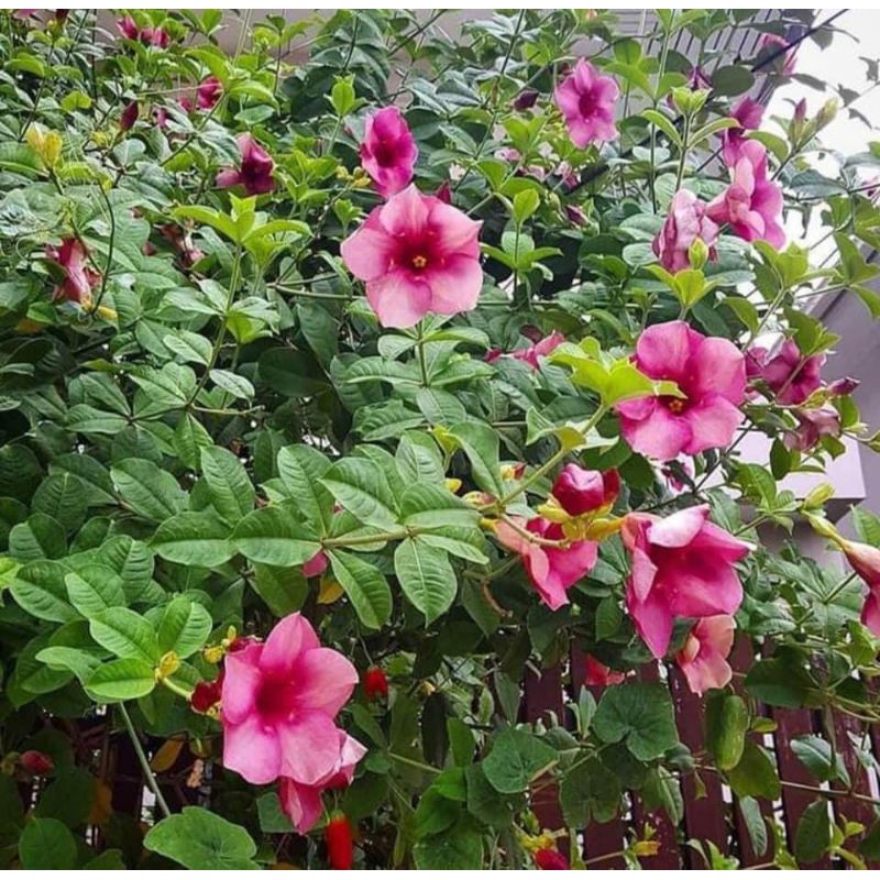 ขาย-ต้นพันธุ์-ต้น-ดอก-บานบุรีสีม่วง-purple-allamanda-บานบุรี-สีม่วง-เบนซ์