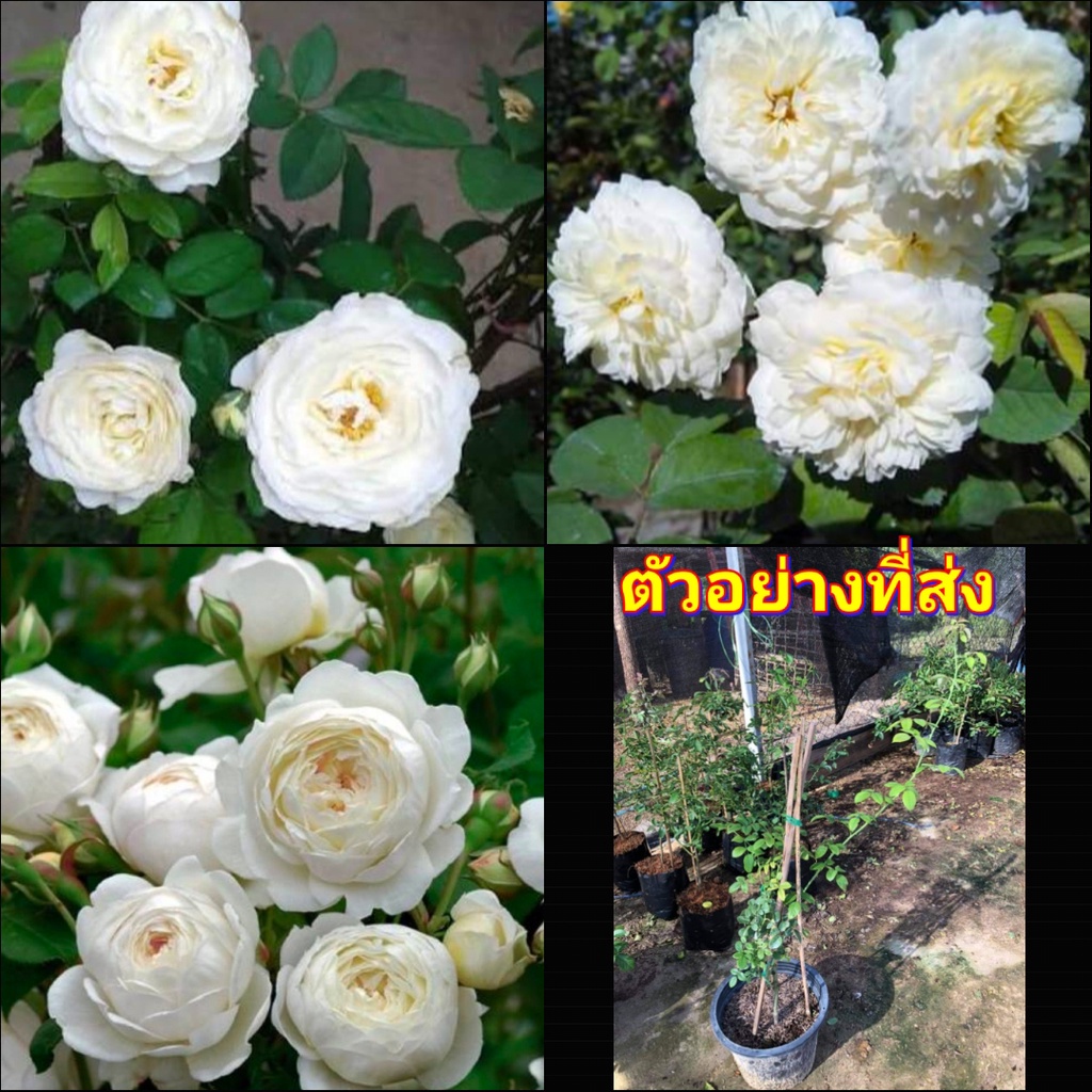 1ต้น-ดอก-ต้น-กุหลาบ-แคร์ออสติน-แคออสติน-กึ่งเลื้อย-rose-scrub-claire-austin-buncha