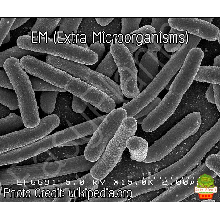 em-extra-หัวเชื้อจุลินทรีย์กลุ่มพิเศษ-หัวเชื้อจุลินทรีย์อีเอ็ม-em-extra-microorganisms-ลดกลิ่นน้ำขัง-น้ำท่วม