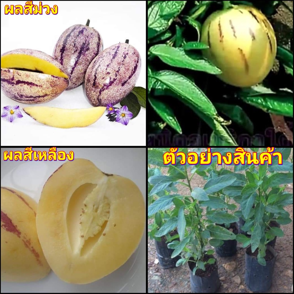 1ต้น-vาย-ต้นพันธุ์-ต้น-เปปิโนเมล่อน-ผลสี-เหลือง-และ-ม่วง-pepino-melon-ต้นเปปิโนเมล่อน-ไร่อิงดาว