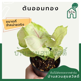 ออมทอง มาในกระถางพร้อมตั้ง syngonium