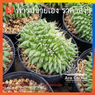 สวนขายเอง! แมมบูคาเลนซิสคริส Mammillaria bucareliensis  ไซส์กระถาง 3 นิ้ว แคคตัส กระบองเพชร ต้นไม้ประดับ อวบน้ำ แคนตัส