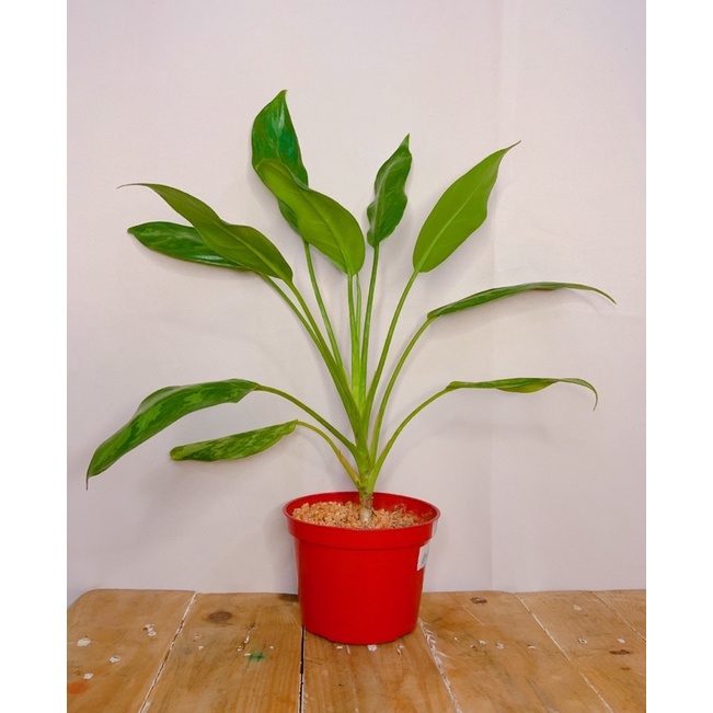 aglaonema-maria-chinese-50-เมล็ด-ไม่ใช่พืชที่มีชีวิต