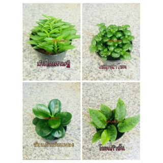 ภาพหน้าปกสินค้าDDPLANTS ต้นไม้มงคล ต้นไม้จิ๋ว ราคาถูก ที่เกี่ยวข้อง