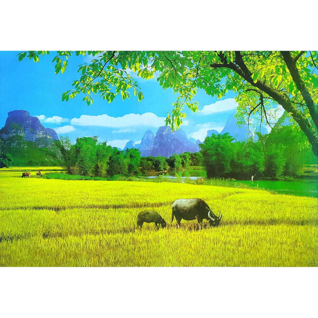 โปสเตอร์-รูปถ่าย-ควาย-ทุ่งนา-วิว-ธรรมชาติ-ชนบท-landscapes-nature-poster-24-x35-นิ้ว-rice-field-mountain-buffalo
