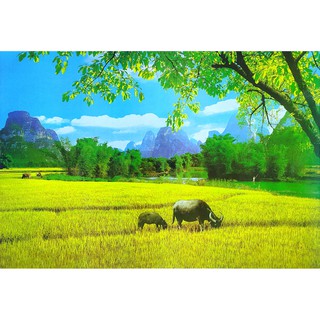โปสเตอร์ รูปถ่าย ควาย ทุ่งนา วิว ธรรมชาติ ชนบท Landscapes Nature POSTER 24”x35” นิ้ว Rice Field Mountain Buffalo