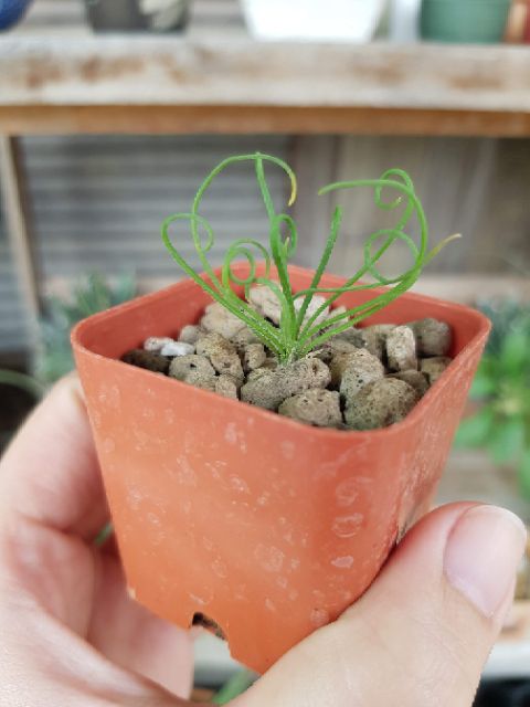 albuca-spiralis-ไม้นอก