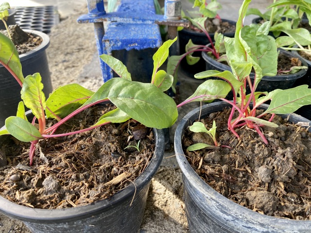 สวีสชาร์ด-สีแดง-red-swiss-chard-ประมาณ-250-เมล็ด