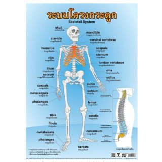 ระบบโครงกระดูก EQ-088 โปสเตอร์กระดาษ หุ้มพลาสติก