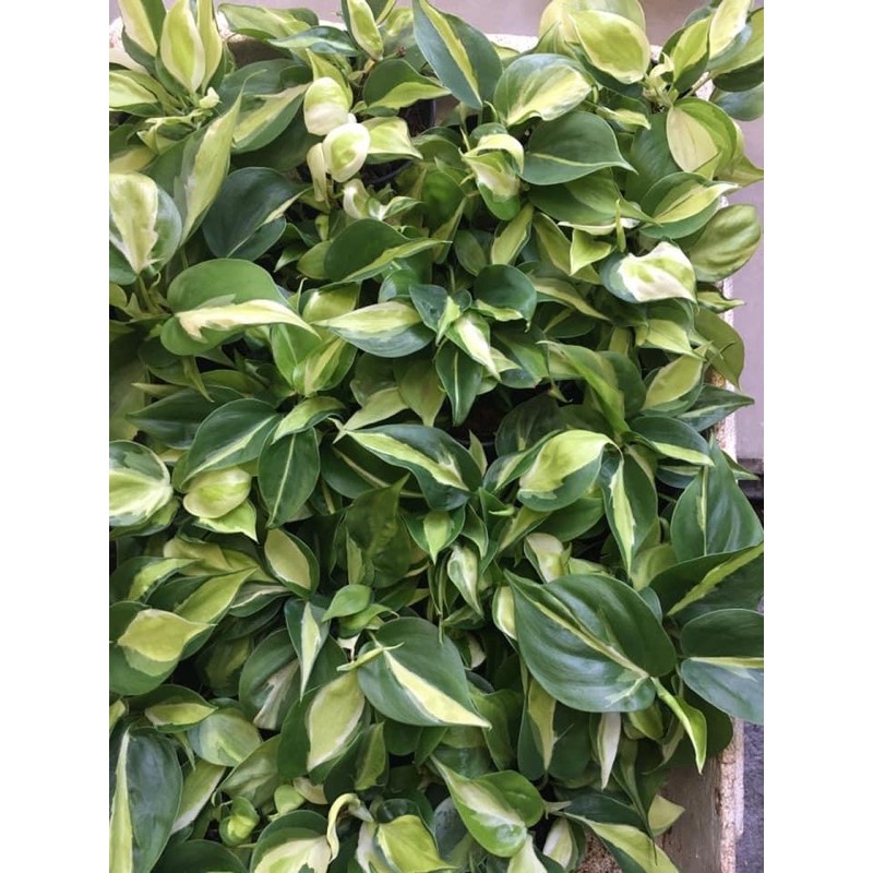 philodendron-hederaceum-brasil-creamsplash-ฟิโลบราซิลสามสี-พลูบลาซิล