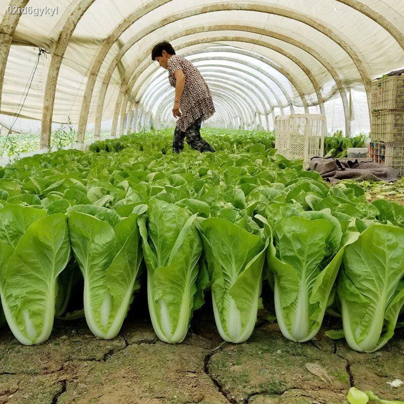 เมล็ด-เมล็ดผักกาดขาว-chinese-cabbage-seed-เมล็ดผัก-ผักกาดขาว-ใบใหญ่-เมล็ดผักสลัด-เมล็ดพันธุ์-300-เมล็ด