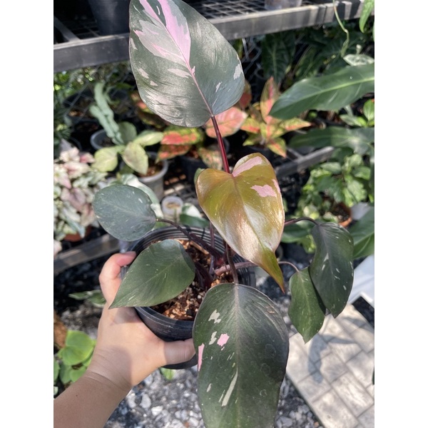 philodendron-pink-princess