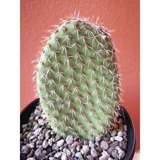 Opuntia Pycnantha หมีแดง แพดใหญ่ 6นิ้ว