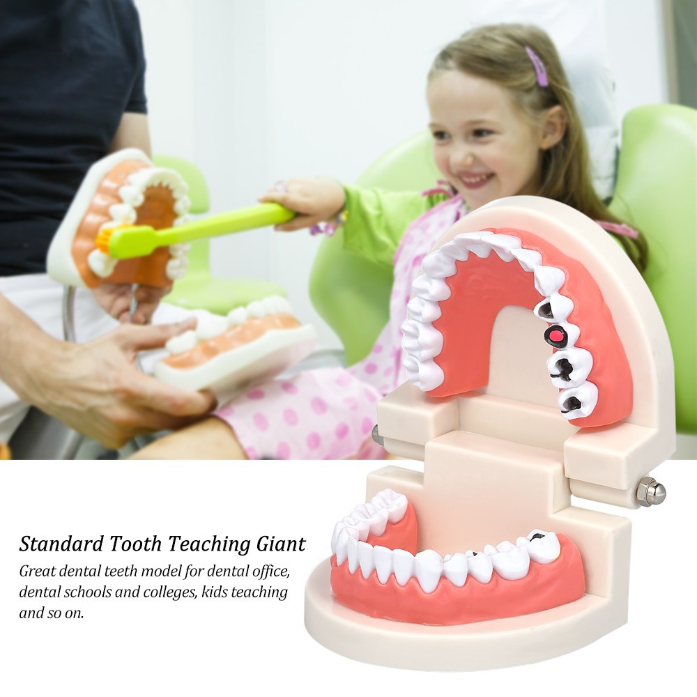 การสอนฟันมาตรฐานฟันยักษ์ทันตแพทย์ทันตแพทย์เด็กรุ่นทุบ