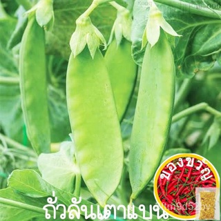 เมล็ดอวบอ้วน100%ถั่วลันเตาแบน☘️นิวซีแลนด์ถูกที่สุด10 บ.เมล็ดพันธุ์ถั่วลันเตาแบนิวซีแลนด์ 5 เมล็ด☘️ปลูกง่าย☘️โตไว☘️ทานอร่