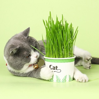 หญ้าแมว ปลูกง๊ายง่าย ราคาสบายกระเป๋า ขนาดกระทัดรัด