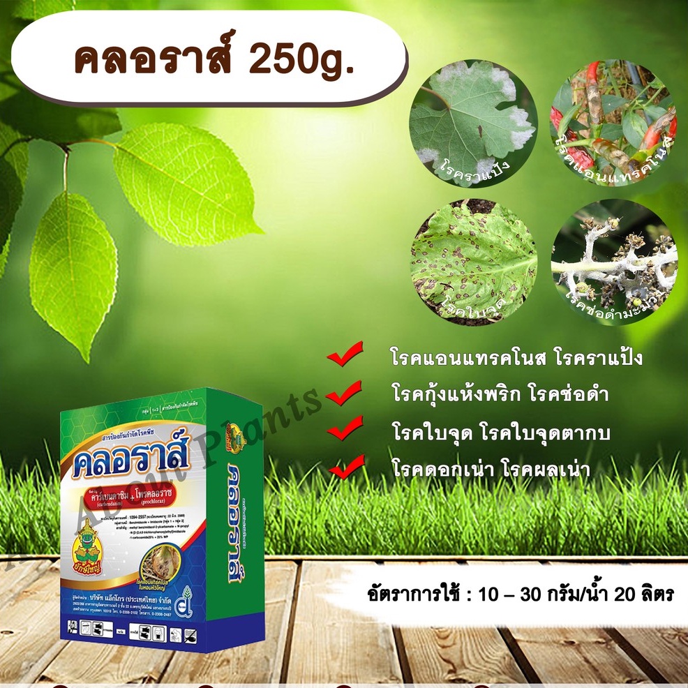 คลอราส์-250g-คาร์เบนดาซิม-โพรคลอลาส-สารกำจัดเชื้อรา-โรคแอนแทรคโนส-โรคกุ้งแห้ง-โรคดอกดำในมะม่วง-โรคราแป้ง-allaboutplants