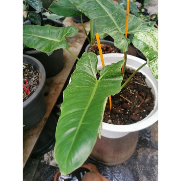 philodendron-paraiso-verde-ฟิโลเด-นด-รอน-พา-ไร-โซ่-เ-วอ-เด้