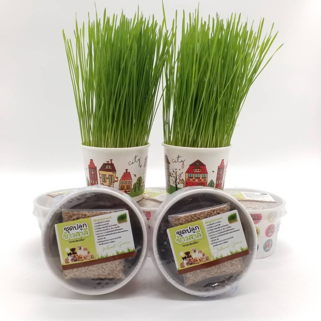 wheat-grass-ชุดปลูกข้าวสาลี-สำหรับสัตว์เลี้ยง