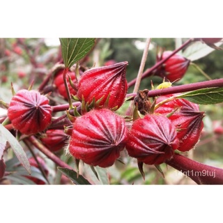 Roselle Seeds 3grams 55-65 pcs Herbs PlantsผักSupplies flowersแอปเปิ้ล/เมล็ด/และผักกาดหอมหลากหลายชนิด/เมล็ด/กระโปรง/เสื้