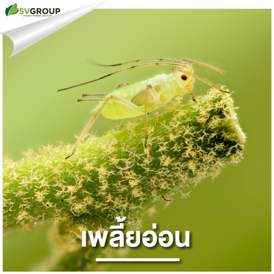 เชื้อราบิวเวอเรียผสมเชื้อราเมตาไรเซียม-ชนิดสปอร์แห้ง-ขนาด-500-กรัม