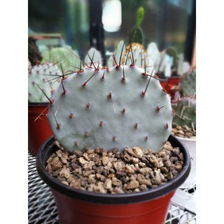 Opuntia Macrocentra Santarita หนามยาวสวยมากกก