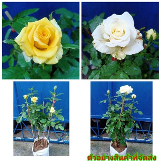 (ขาย ต้นพันธุ์) ต้น ดอก กุหลาบ rose สีเหลือง และ สีขาว เบนซ์