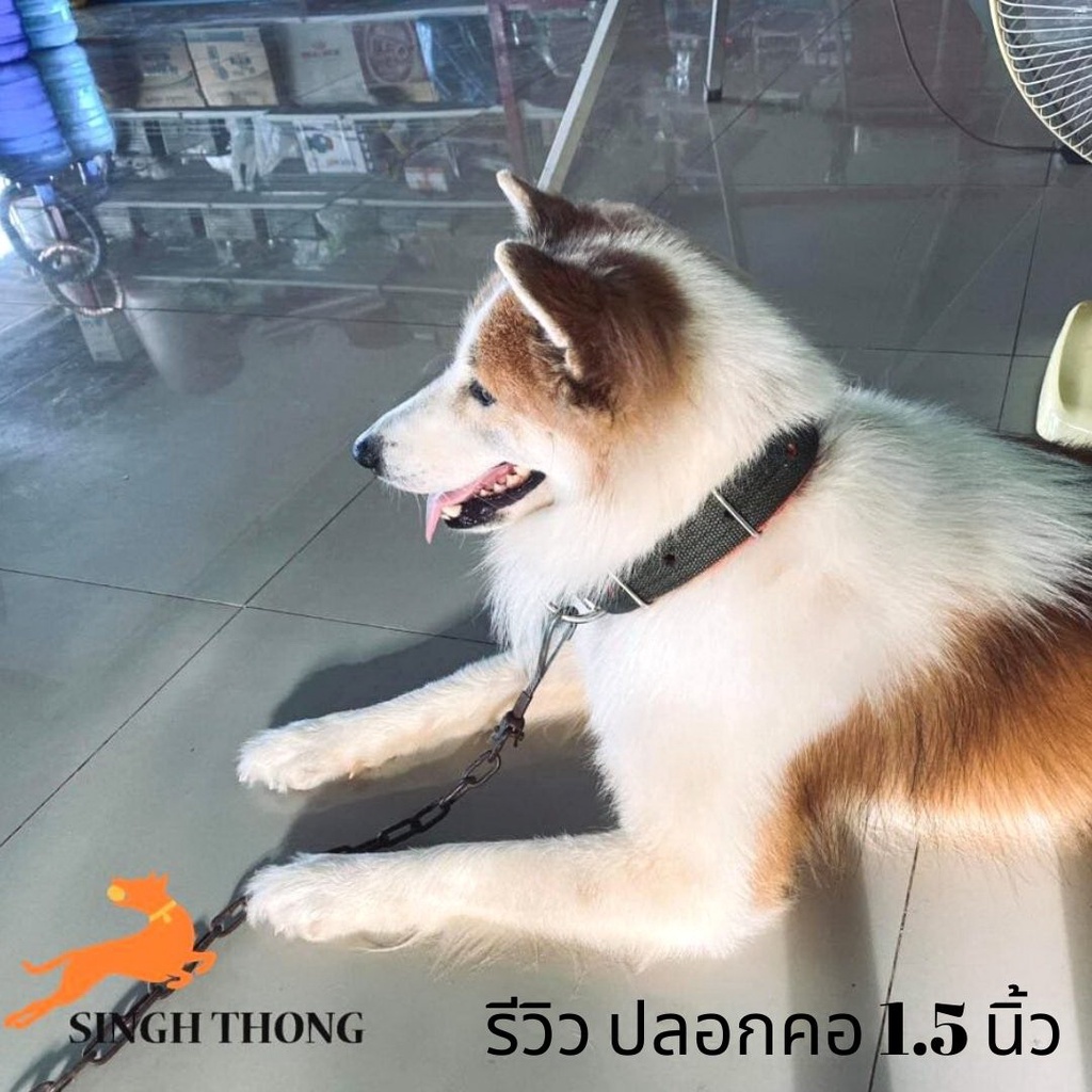 singh-thong-ปลอกคอสุนัขทนๆ-ปลอกคอสุนัขใหญ่-ปลอกคอสุนัขพันธุ์ใหญ่-สามารถปรับได้-แข็งแรง-เหมาะกับสุนัขกลาง-สุนัขใหญ่