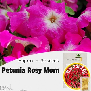 [พืชเติม] Petunia กุหลาบMornเมล็ด -- (โดยประมาณ)。30เมล็ด/เมล็ด/ดอกไม้/สวน/สวน/ดอกทานตะวัน/ดอกไม้/หญ้า/ข้าวโพด/สวนผลไม้/ก