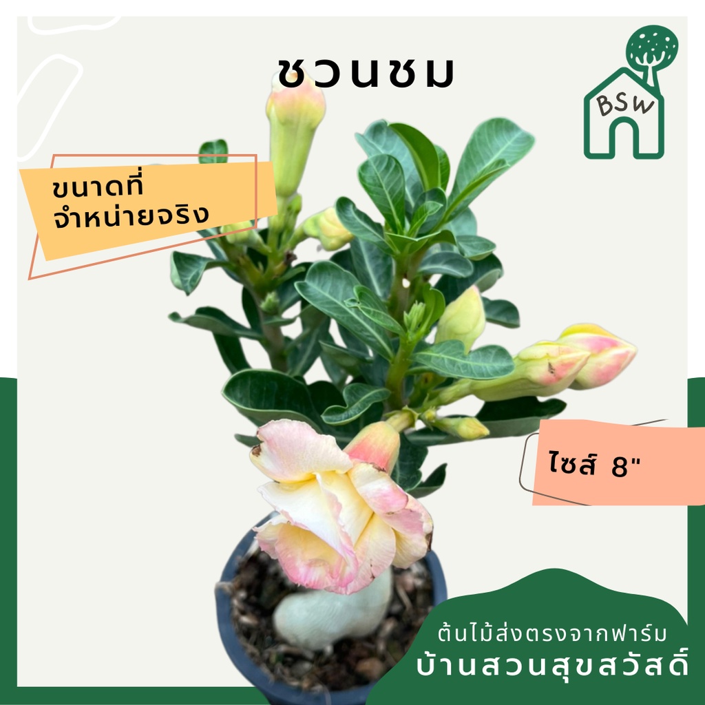 ต้นชวนชม-ขนาด-8-นิ้ว