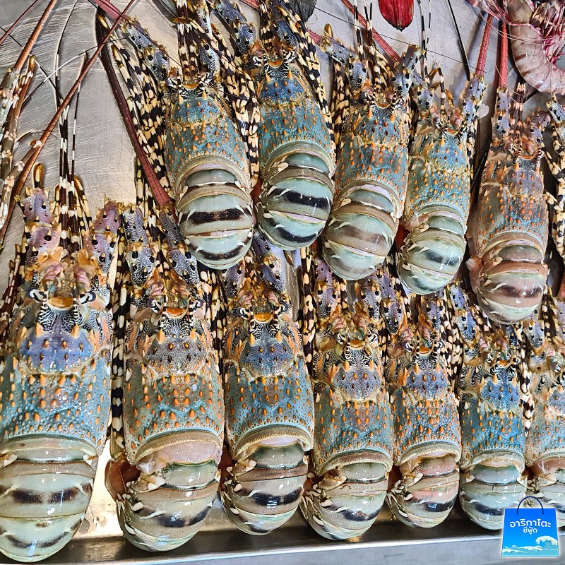 กุ้งมังกร7สี-ตัวละ-1-กก-จากทะเลอันดามัน