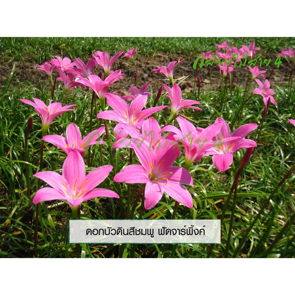 บัวดิน-ฟัดจาร์พิ้งค์-z-fadjar-pink-ดอกบัวดินสีชมพู-10-หัว