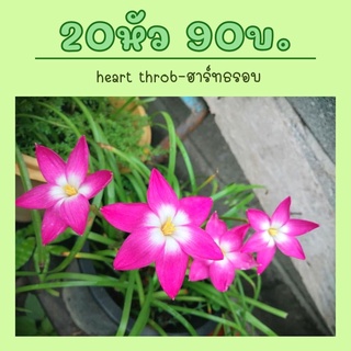 บัวดิน heart throb(ฮาร์ทธรอบ) 20หัว