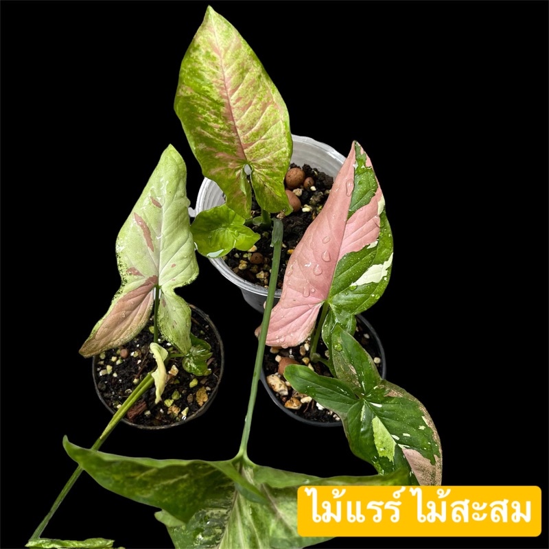 ไม้แรร์-ไม้สะสมหลายสายพันธุ์-syngonium-pink-salmon-red-spot-tricolor-confitti-tricolor-เงินไหลมา-ไตรคัลเลอร์-ฯลฯ