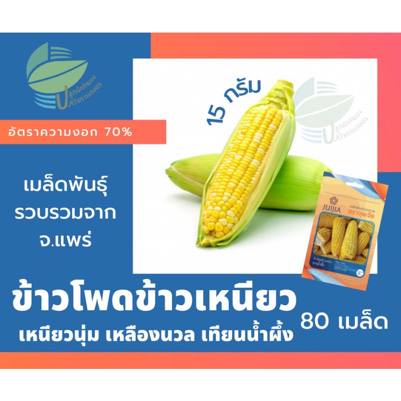 ข้าวโพดข้าวเหนียว-ธารน้ำผึ้ง-waxy-corn