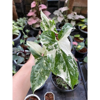 เงินไหลมาด่างขาว (Syngonium podophyllum Variegeted)พร้อมกระถาง 5 นิ้ว คัดลาย