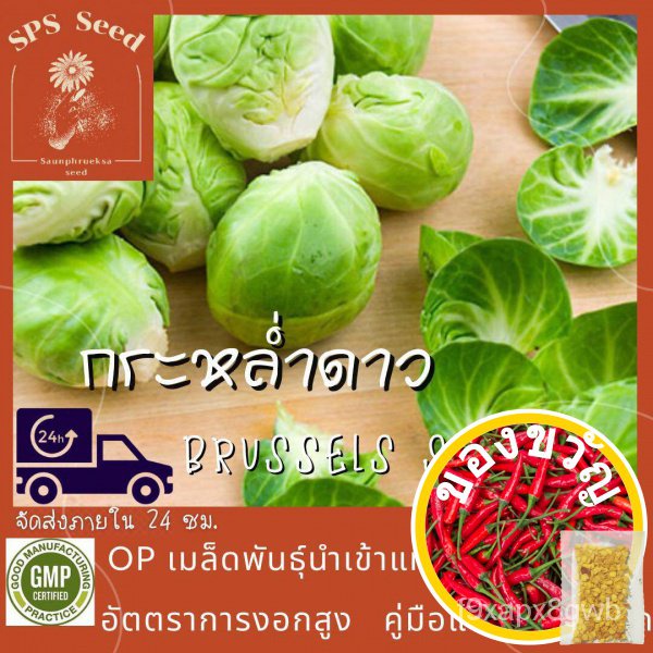 ภาพหน้าปกสินค้าเมล็ดพันธุ์ seeds woman เมล็ดพันธุ์ กะหล่ำดาว - Brussels Sprouts 250 เมล็ดผักบุ้งแก้ว​เมล็ดผักสวนครัวพริกหยวกเมล็ดต้นอ่อ