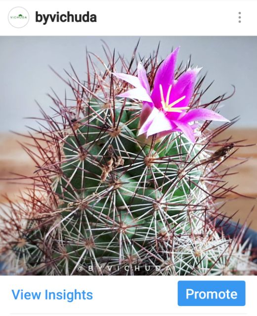 plants-l-cactus-l-m-mazatlanensis-l-ต้นไม้-l-ต้นกระบองเพชร-l-แมมหนามสับปะรด