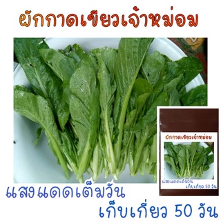 500 เมล็ด ผักกาดเจ้าหม่อม(ฉุน)