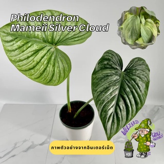 สินค้า ไม้เนื้อเยื่อฟิโลเดนดรอน มาเมอิ ซิลเวอร์คลาวด์ Philodendron Mamei Silvercloud