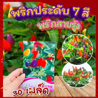 พริกประดับ 7 สี🌈 30 เมล็ด พริกสายรุ้ง ไม้ประดับ พริกประดับหลายสีสัน สวยงาม ลูกดก ปลูกง่าย