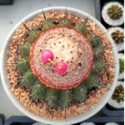 cake-cactus-farm-เมล็ดกระบองเพชร-melocactus-curvispinus-เมโลหนามดำ